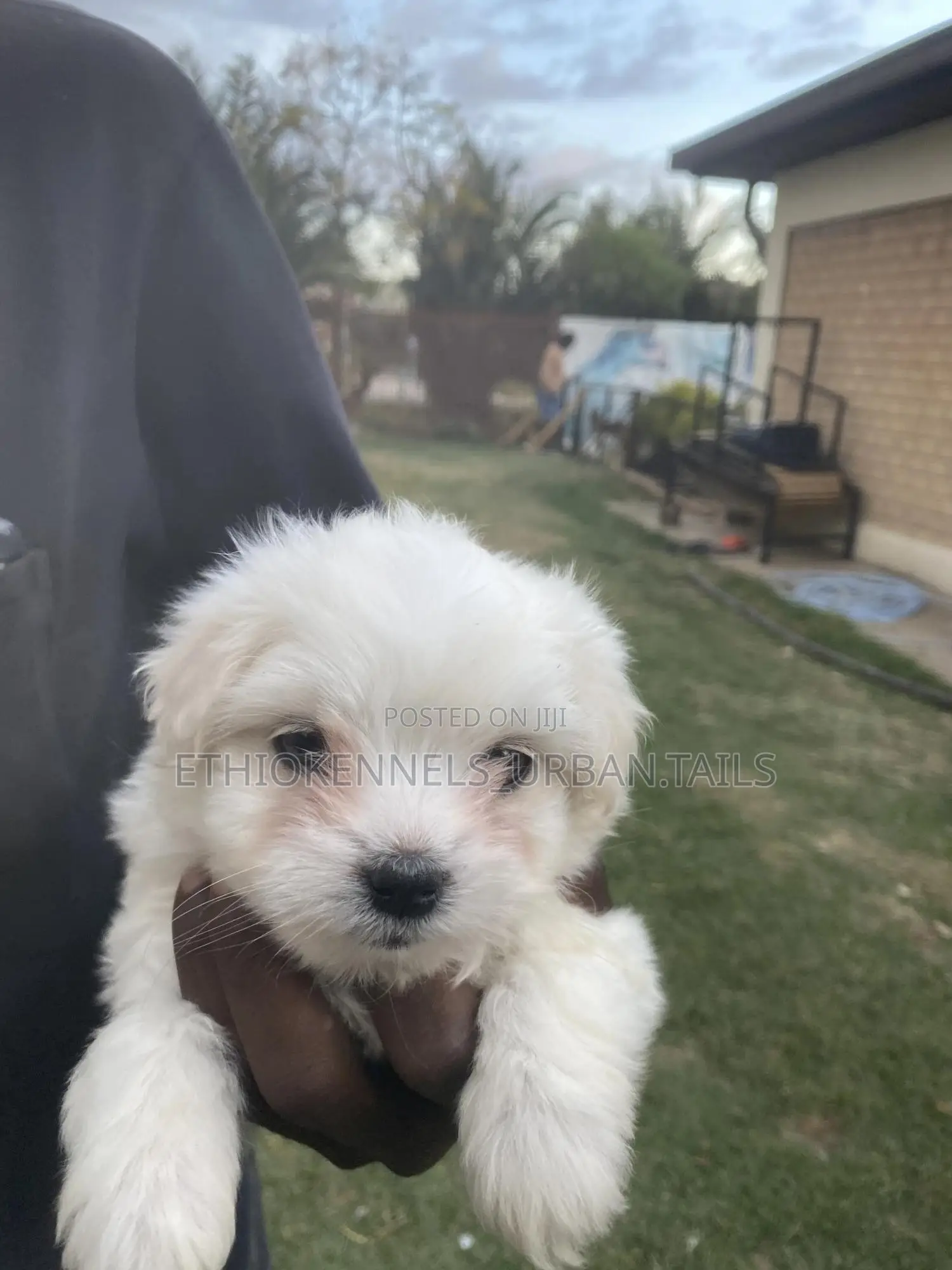 1-3 months Male Purebred Maltese