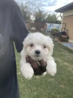 Photo - 1-3 months Male Purebred Maltese