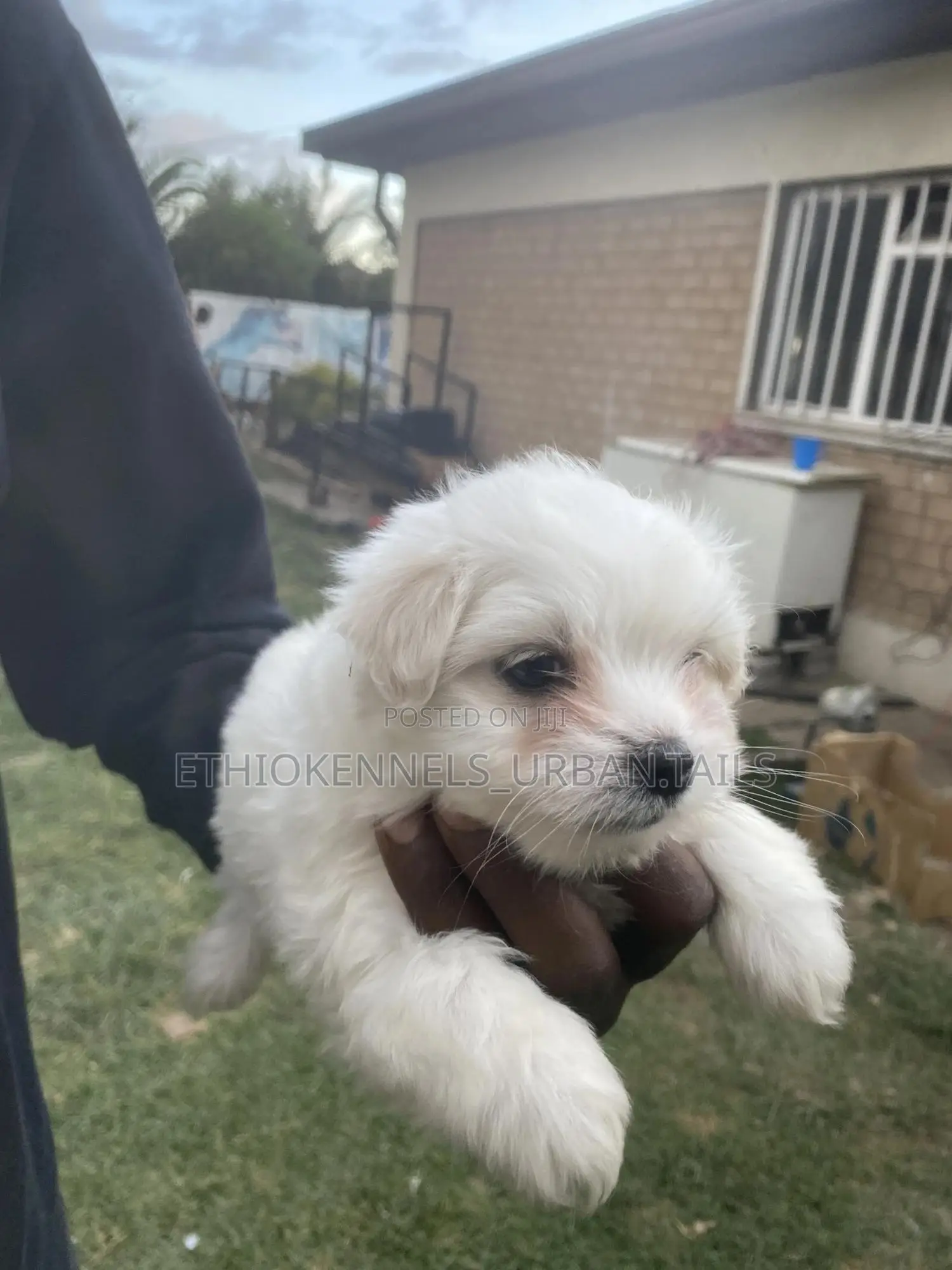 1-3 months Male Purebred Maltese