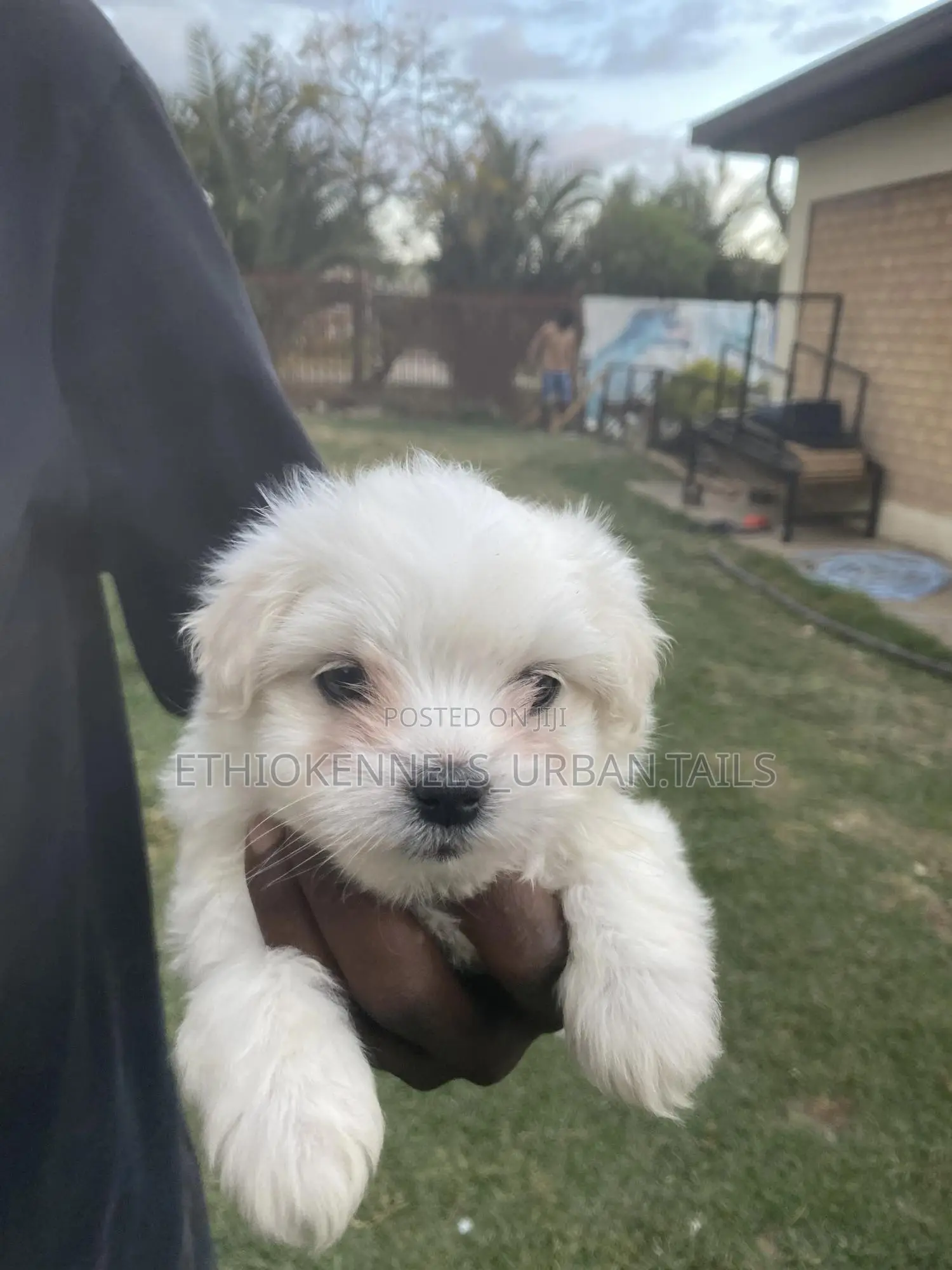 1-3 months Male Purebred Maltese