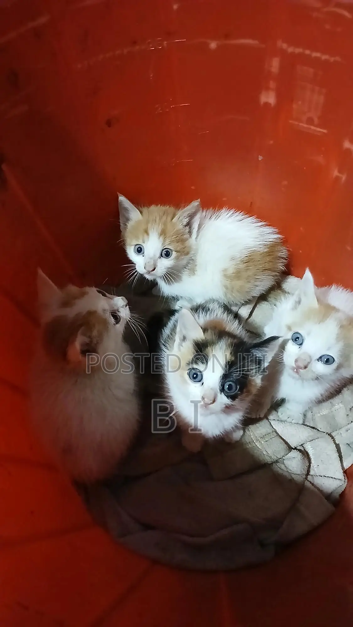 1-3 months Male Purebred Abyssinian