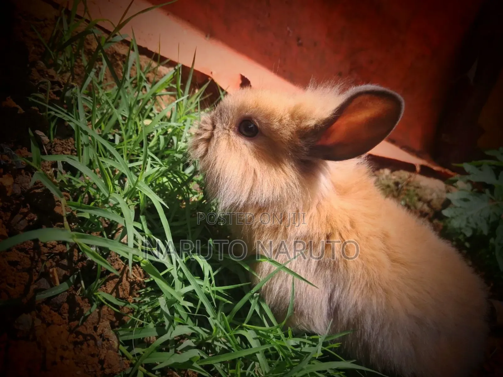 Rabbit ጥንቸል
