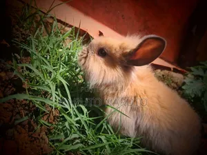 Rabbit ጥንቸል