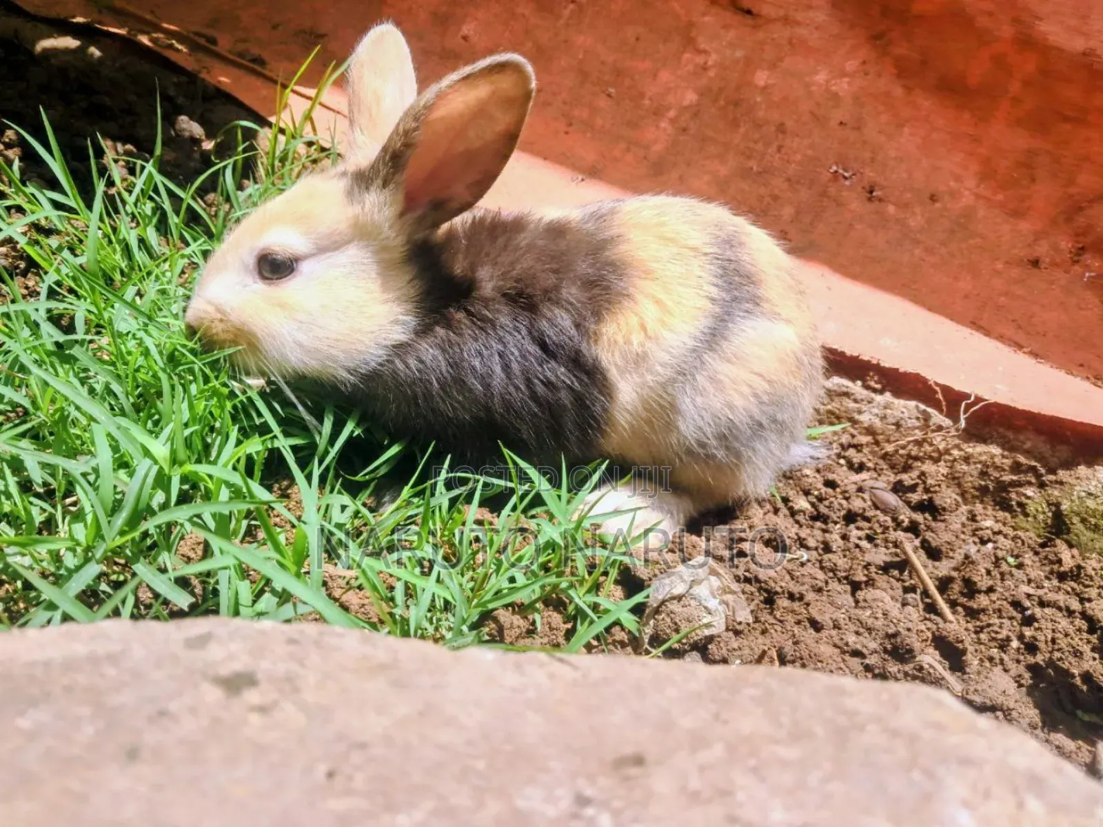 Rabbit ጥንቸል
