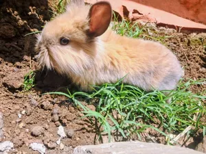 Rabbit ጥንቸል