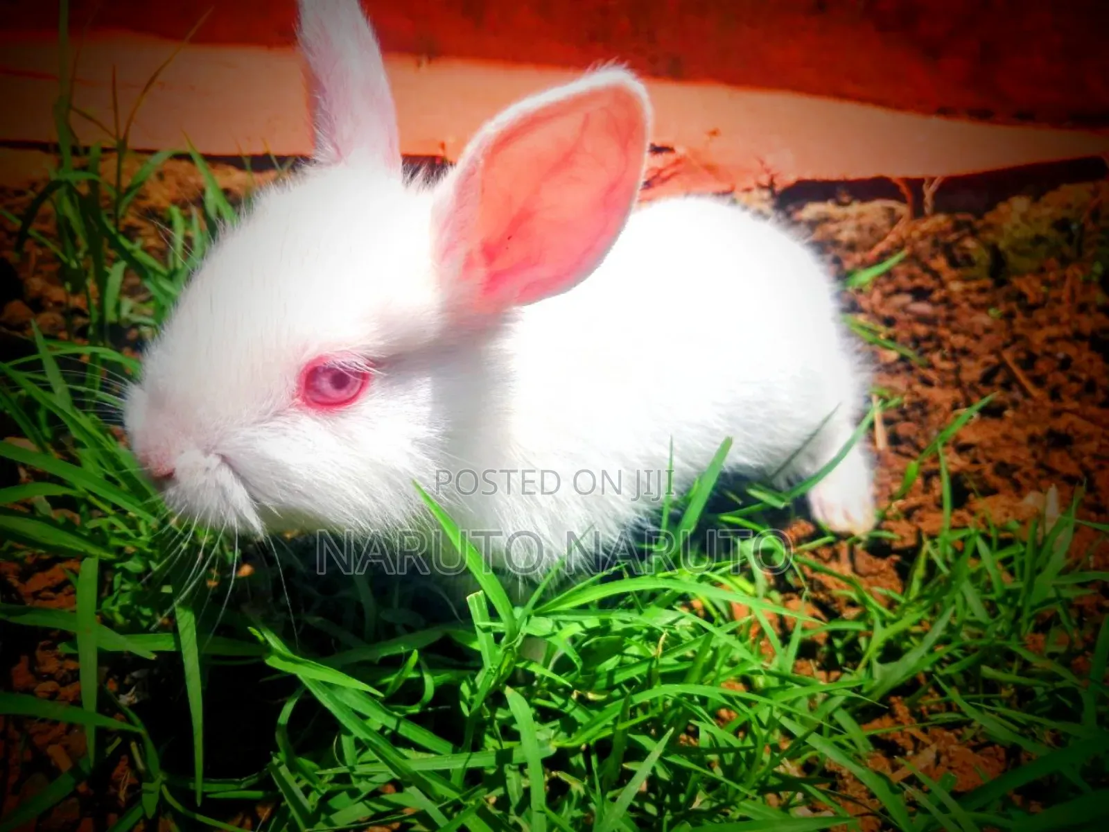Rabbit ጥንቸል