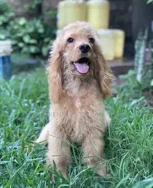 1-3 months Male Purebred Cocker Spaniel