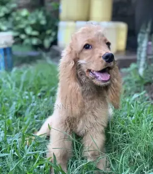 1-3 months Male Purebred Cocker Spaniel