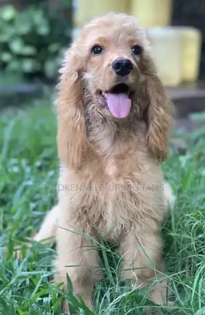 1-3 months Male Purebred Cocker Spaniel