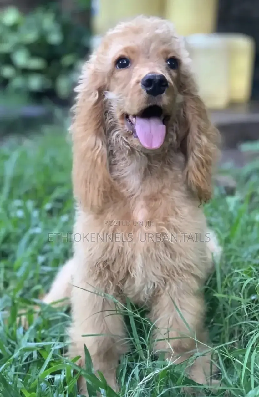 1-3 months Male Purebred Cocker Spaniel