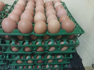 Egg For Sales