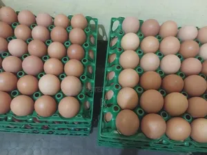 Egg For Sales