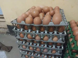 Egg For Sales