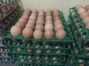 Egg For Sales