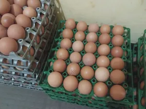Egg For Sales
