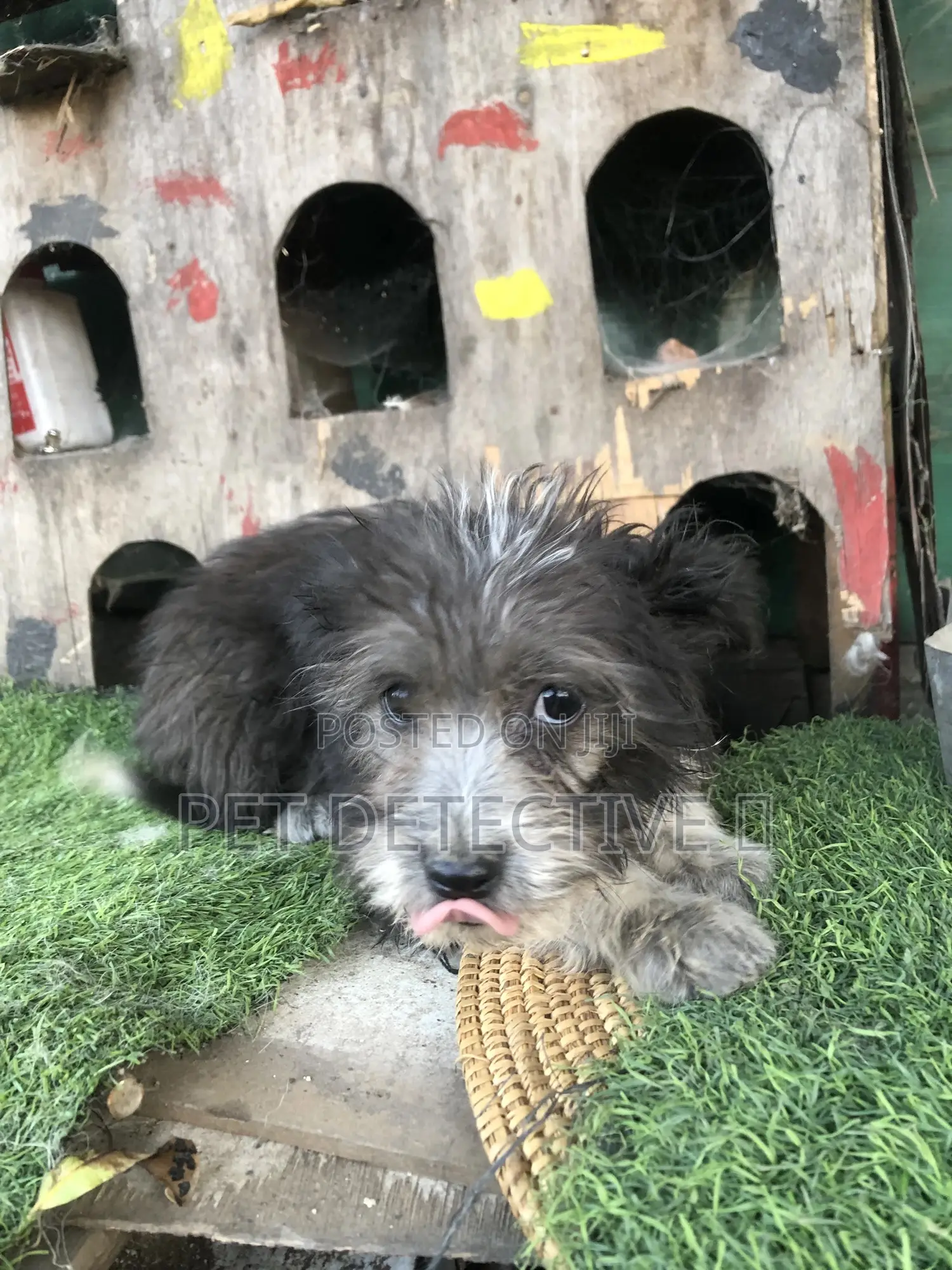 1-3 months Male Purebred Shih Tzu