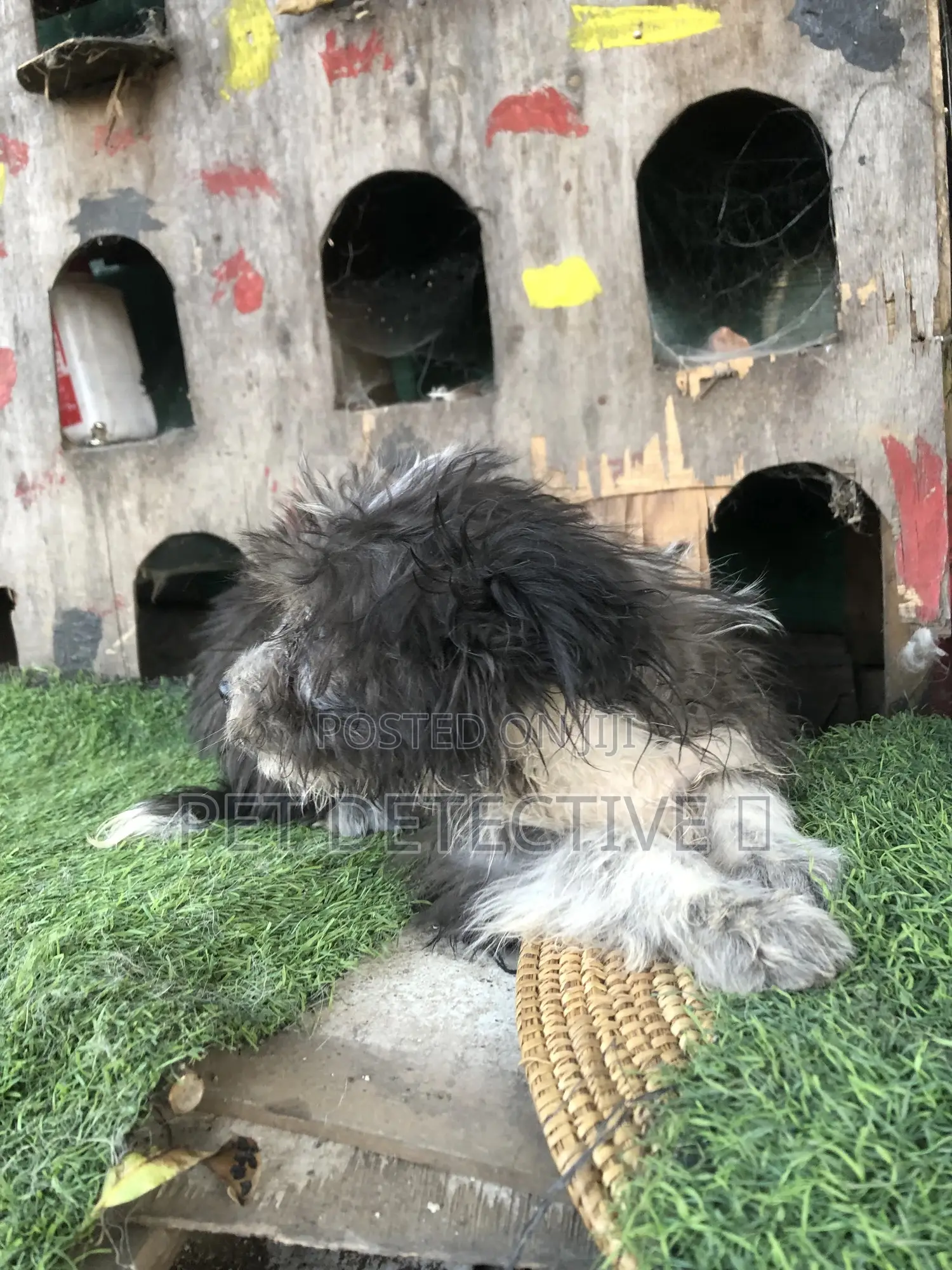 1-3 months Male Purebred Shih Tzu