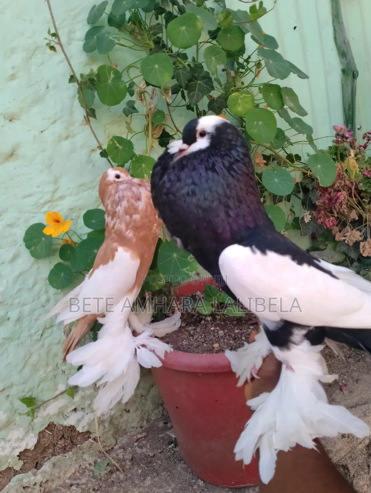 ወንድ የፈለፈለ ሪቨርስ ዊንግ ፖተር