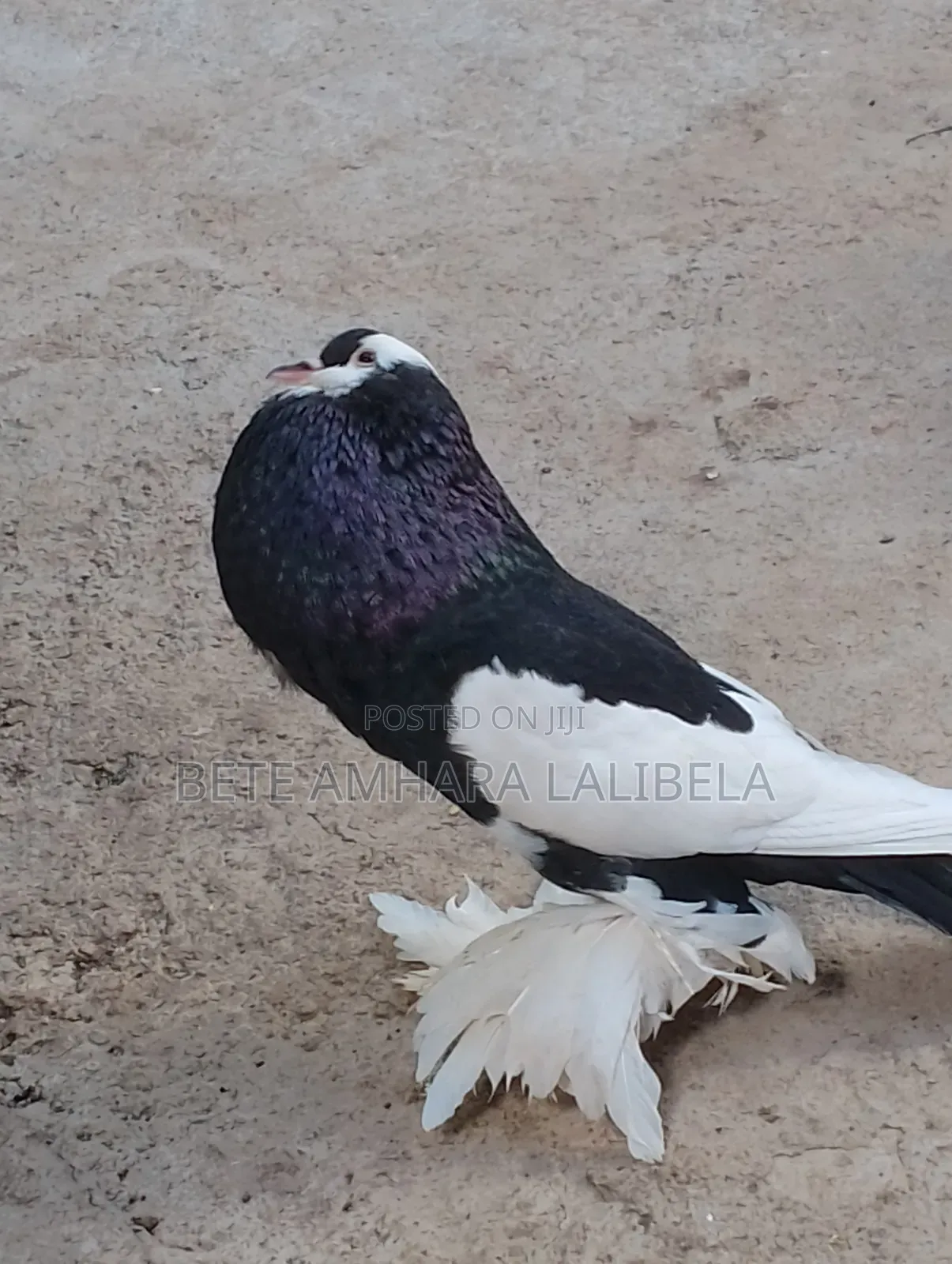 ወንድ የፈለፈለ ሪቨርስ ዊንግ ፖተር