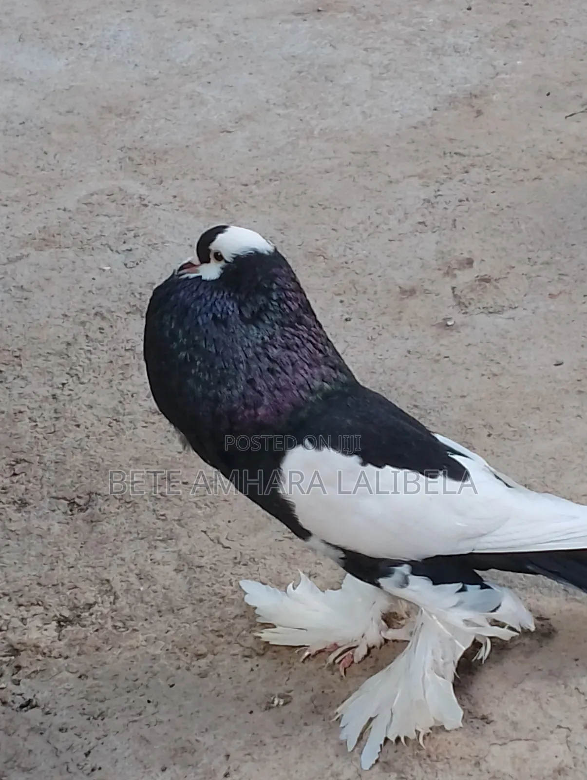 ወንድ የፈለፈለ ሪቨርስ ዊንግ ፖተር