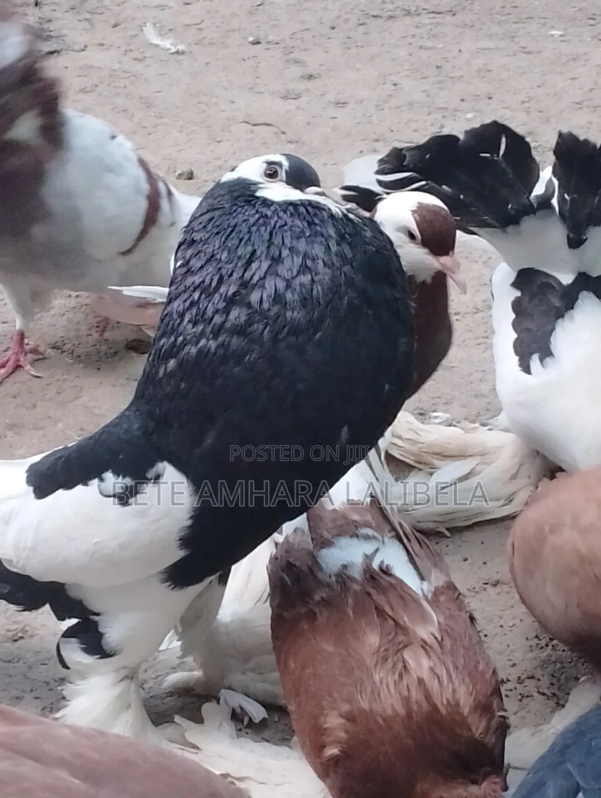 ወንድ የፈለፈለ ሪቨርስ ዊንግ ፖተር