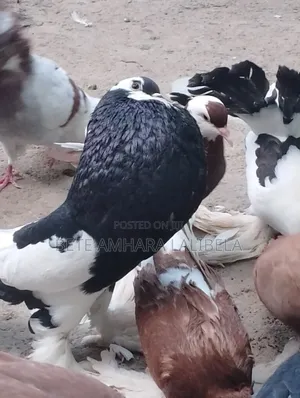 ወንድ የፈለፈለ ሪቨርስ ዊንግ ፖተር