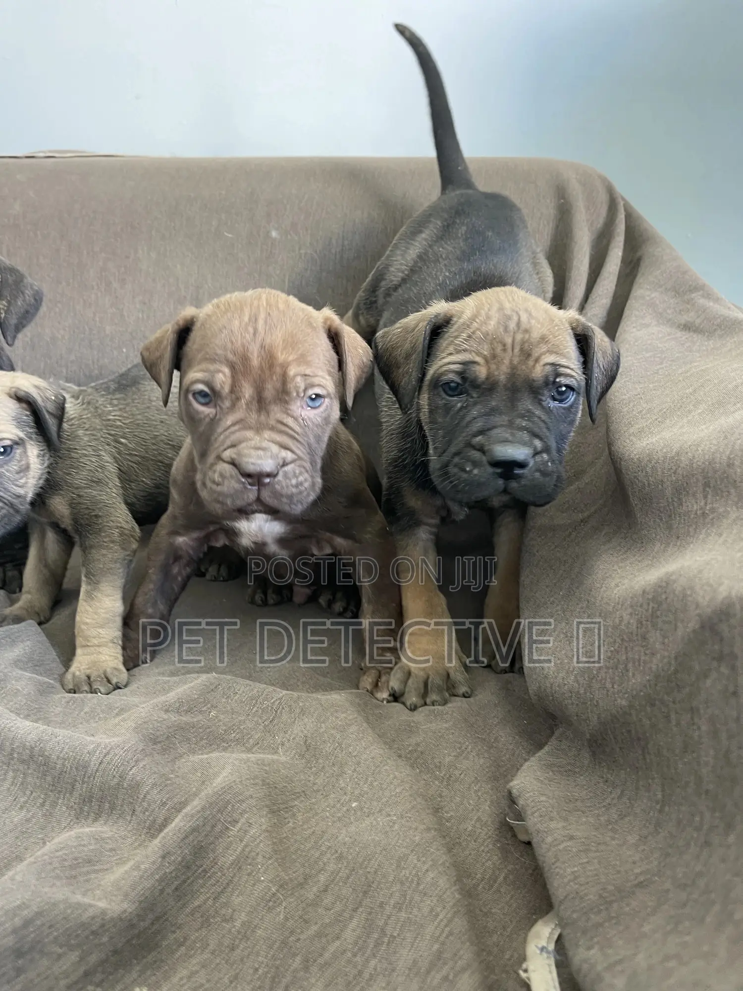 1-3 months Male Purebred Boerboel