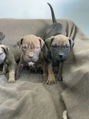 1-3 months Male Purebred Boerboel