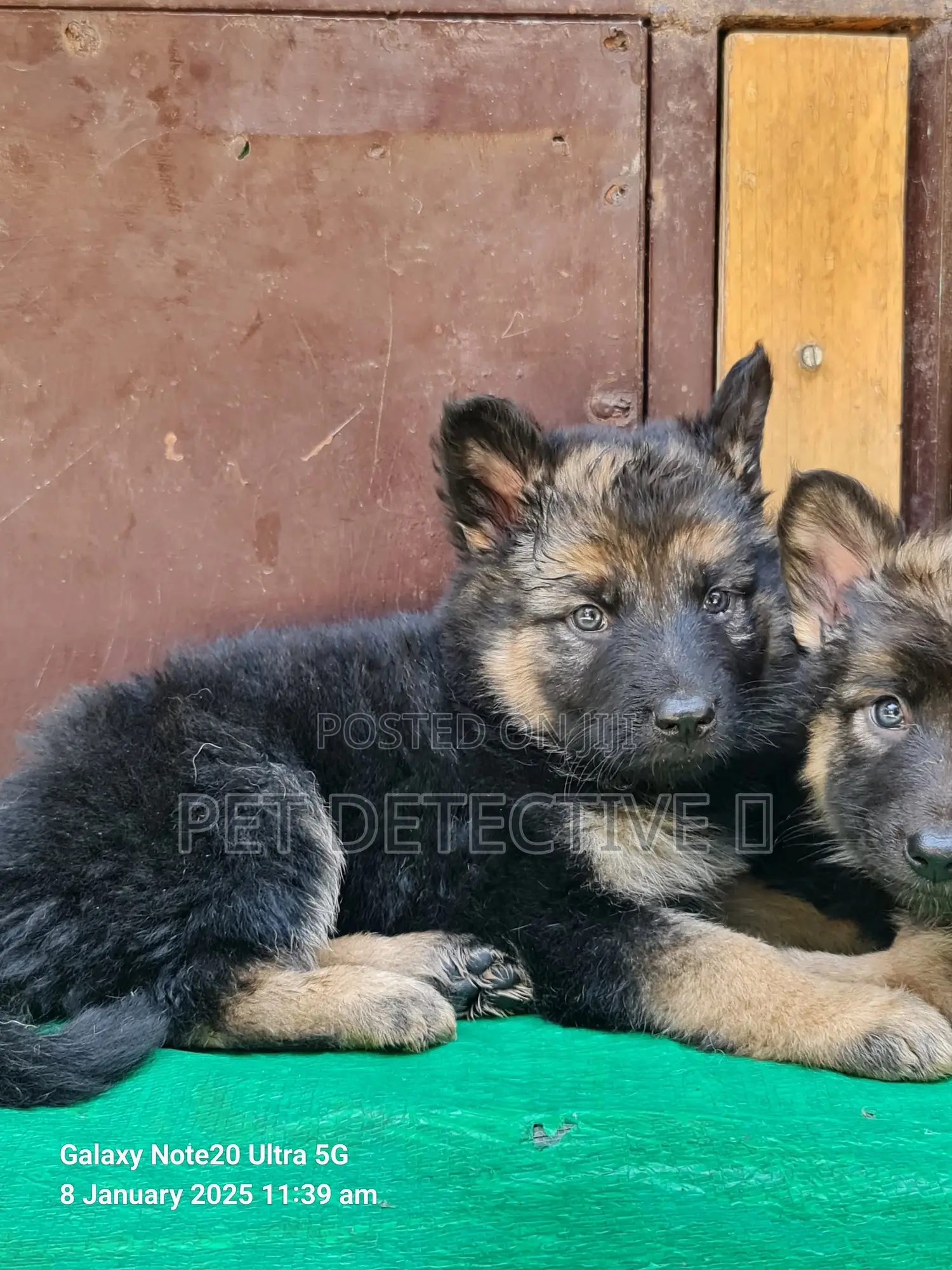 1-3 months Male Purebred German Shepherd