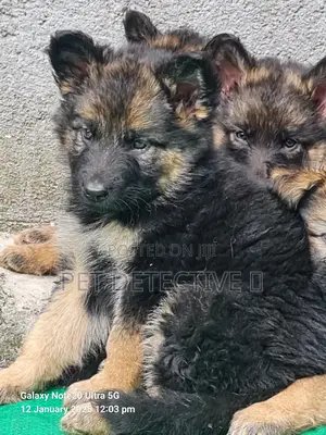 Photo - 1-3 months Male Purebred German Shepherd