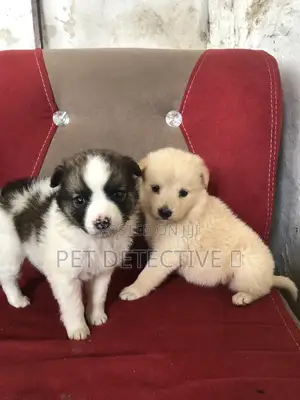 Photo - 1-3 months Male Purebred Maltese