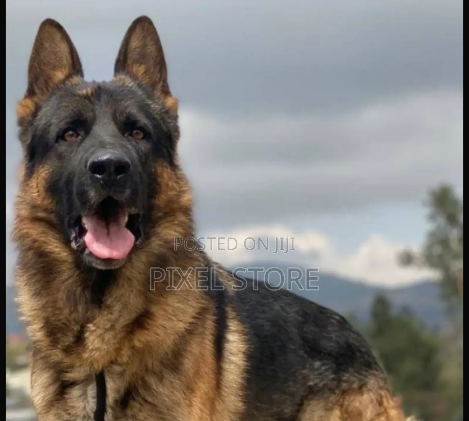 1-3 months Male Purebred German Shepherd