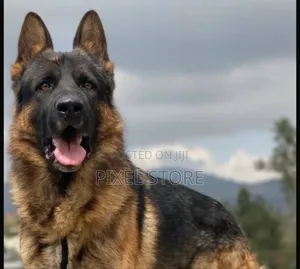 Photo - 1-3 months Male Purebred German Shepherd