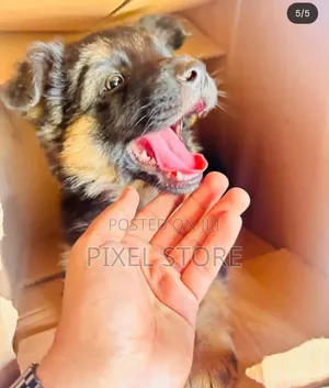 1-3 months Male Purebred German Shepherd