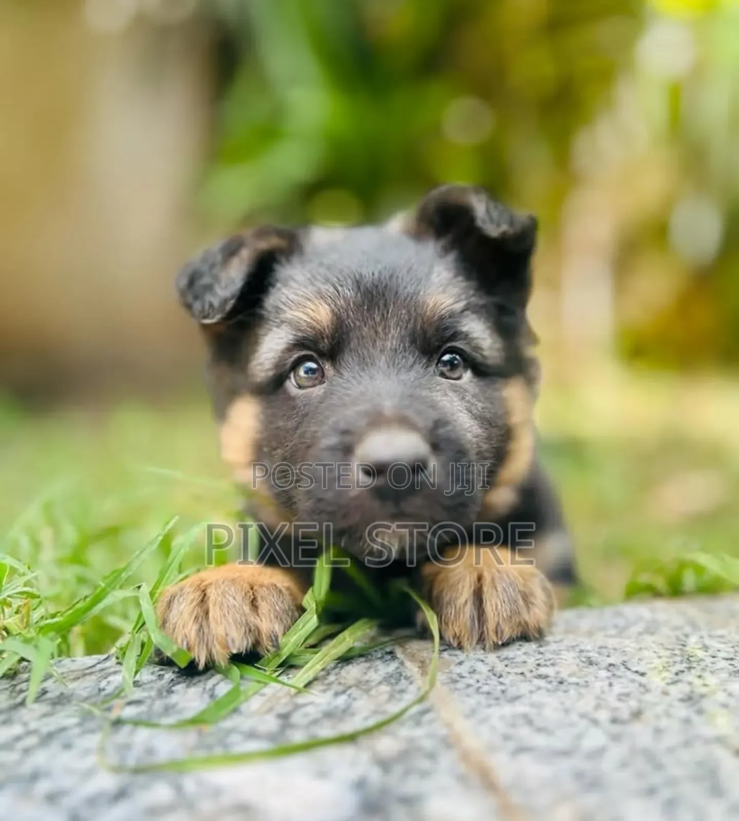 1-3 months Male Purebred German Shepherd