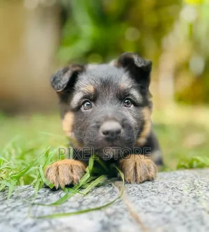 1-3 months Male Purebred German Shepherd