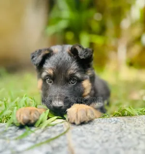1-3 months Male Purebred German Shepherd