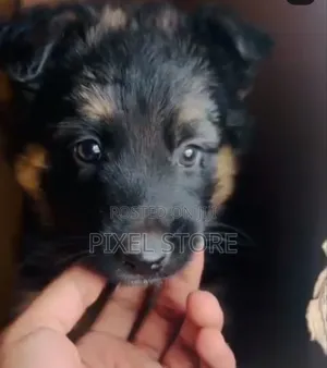 1-3 months Male Purebred German Shepherd