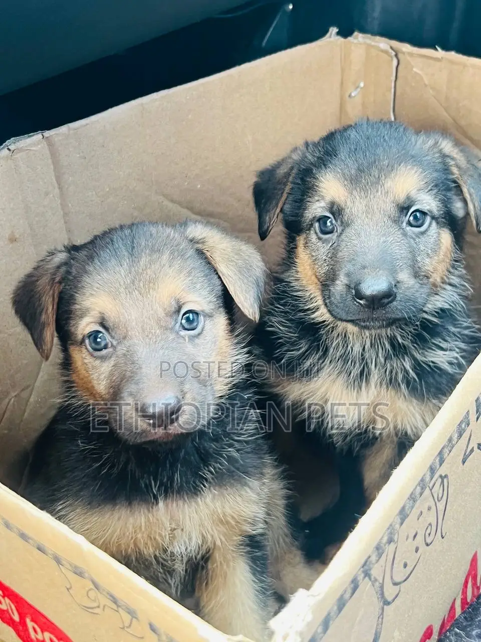 1-3 months Male Purebred German Shepherd