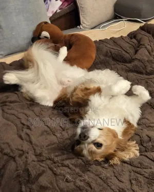 3-6 months Male Mixed Breed Cavalier King Charles Spaniel