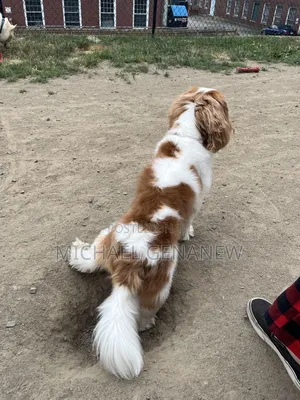 3-6 months Male Mixed Breed Cavalier King Charles Spaniel