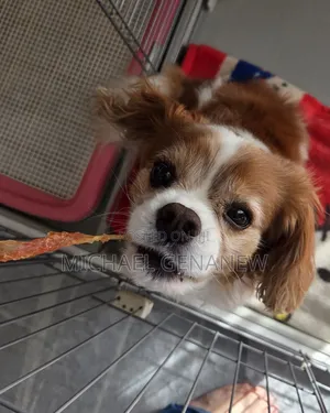 3-6 months Male Mixed Breed Cavalier King Charles Spaniel