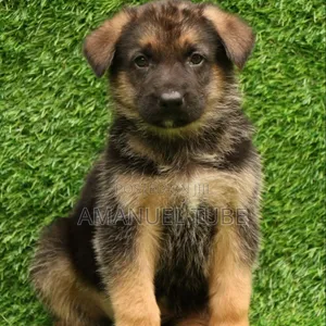 0-1 month Male Purebred German Shepherd