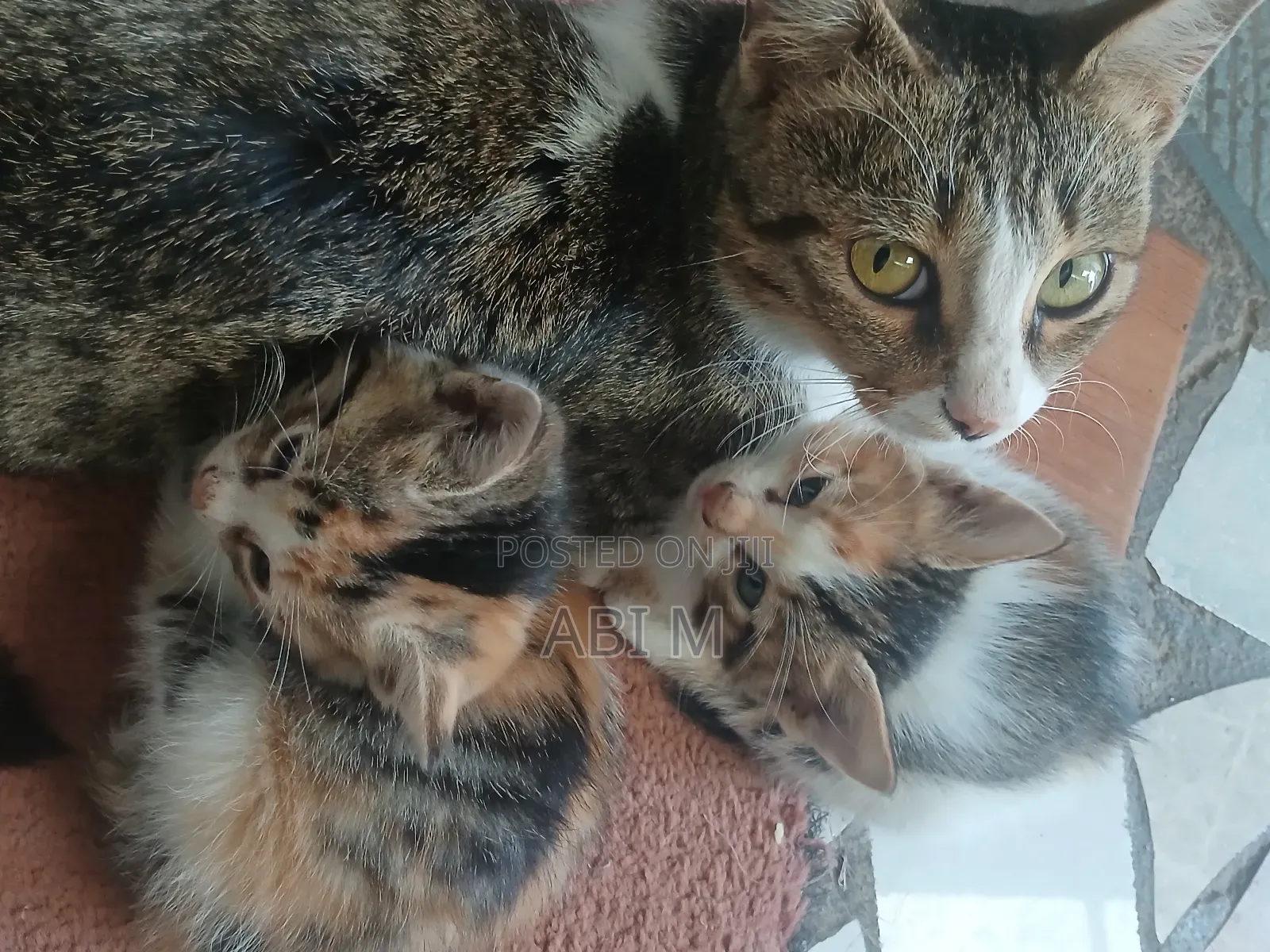 0-1 month Male Mixed Breed Abyssinian