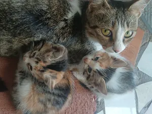 0-1 month Male Mixed Breed Abyssinian