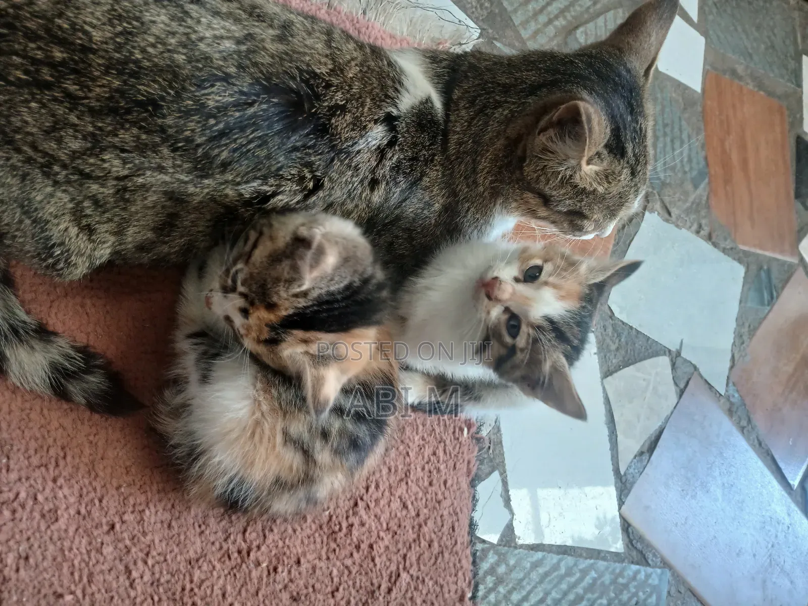 0-1 month Male Mixed Breed Abyssinian