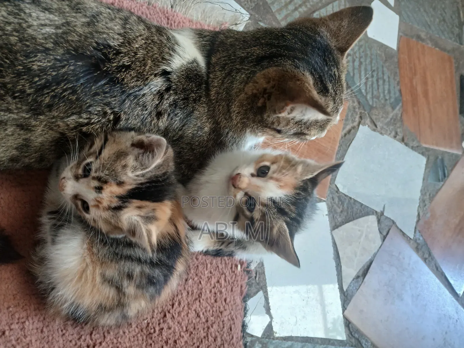 0-1 month Male Mixed Breed Abyssinian