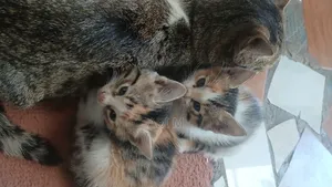 0-1 month Male Mixed Breed Abyssinian