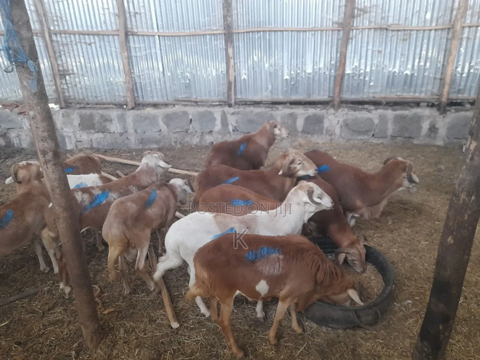 Shenen General Business S.C