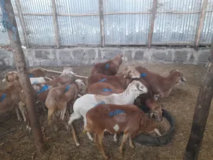 Shenen General Business S.C